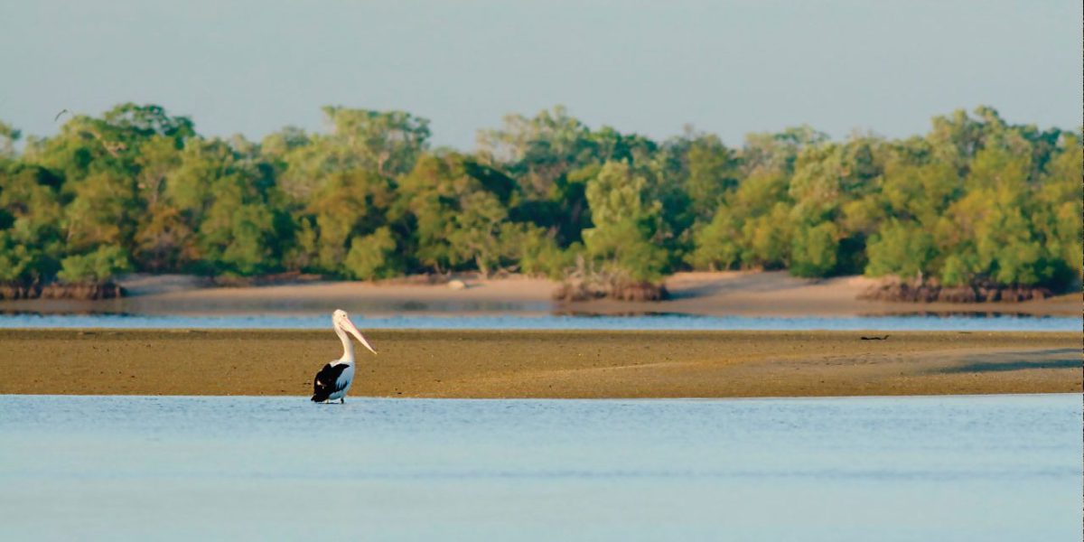 A pelican in water in remote Pormpuraaw Ausrtralia
